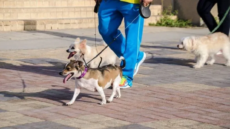Al Bidda Park- The Pet-Friendly Zone In Qatar