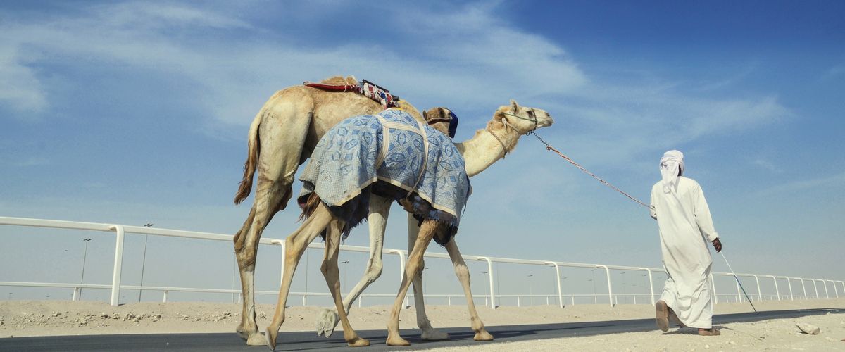 Al Shahaniya Camel Racetrack In Qatar: A Great Place To Dig Into Camel’s Life
