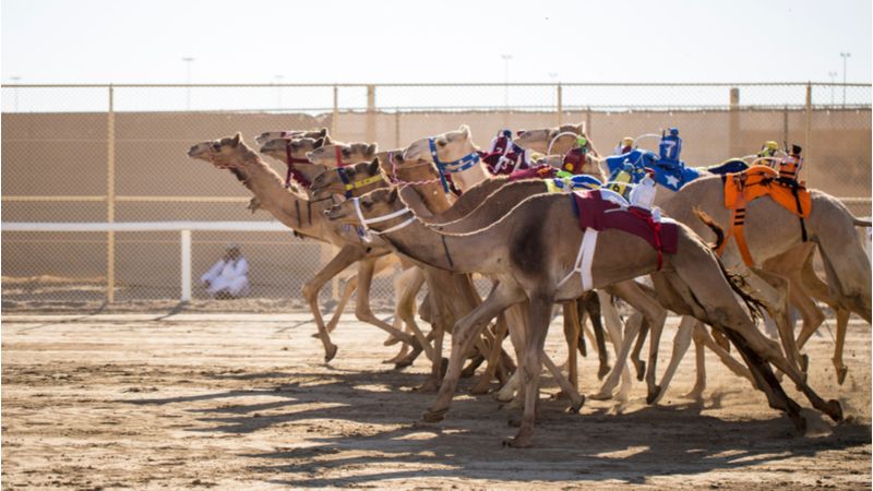 Al Shahaniya Camel Racetrack Qatar: A Take On Different Competitions