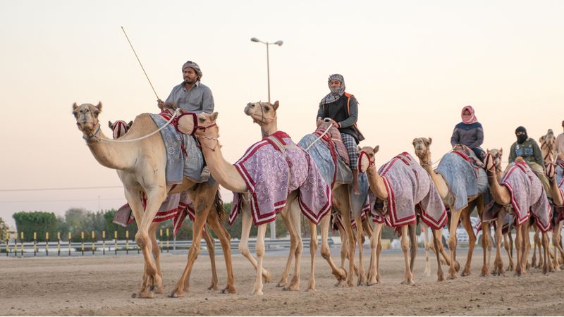 Al Shahaniya Camel Racetrack In Qatar