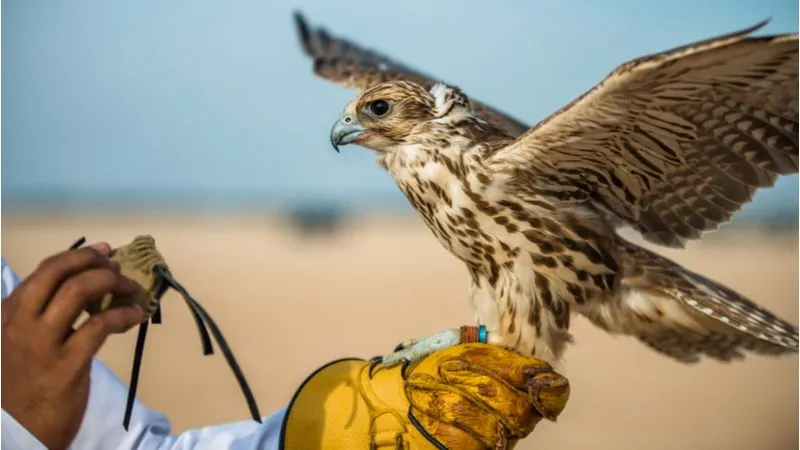 Falconry Is The Integral Part Of Desert Life In Qatar