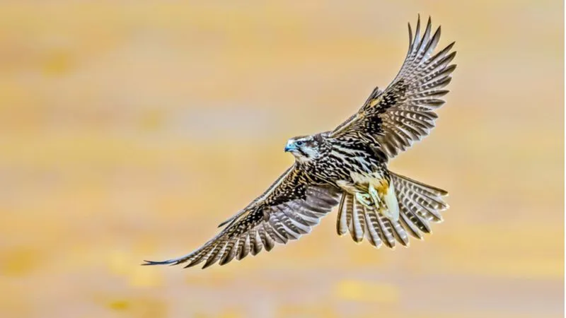 National Bird Qatar
