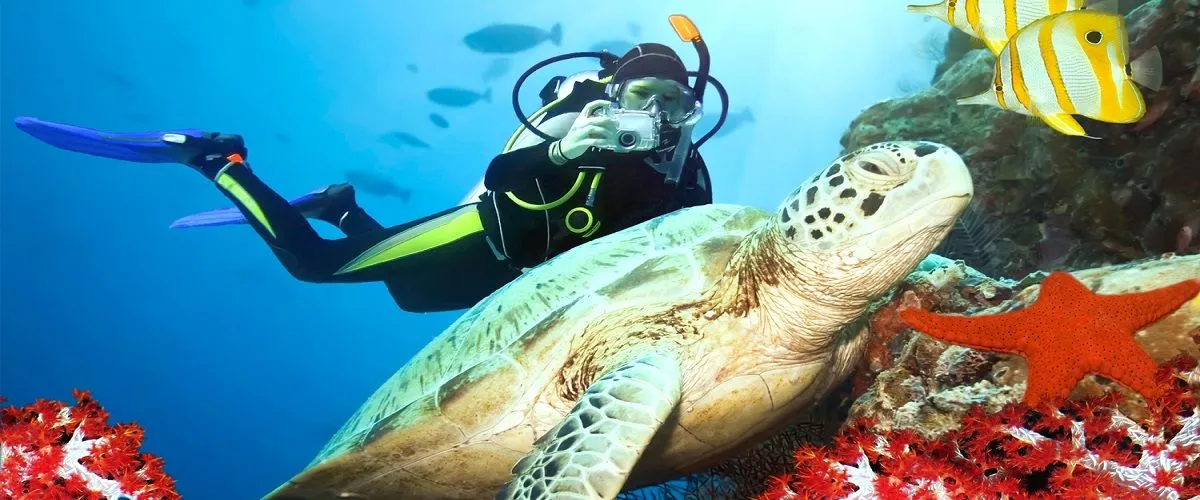 Scuba Diving In Qatar: A Glimpse Into The Unique Marine Life Of The Nation