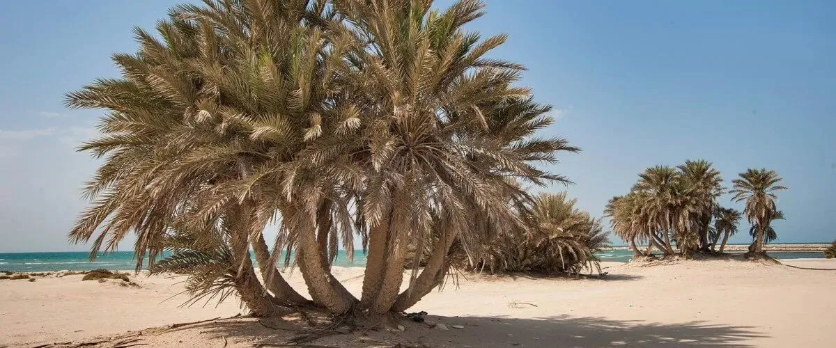 Umm Bab Beach: A Scenic Spot At A Secluded Location In Qatar