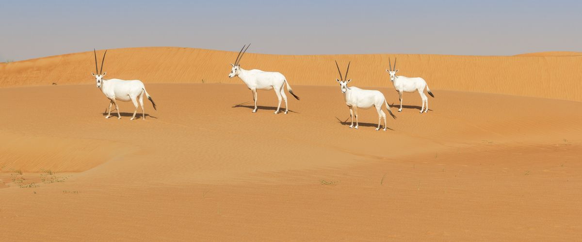 A virtual excursion to the best Zoos in Qatar