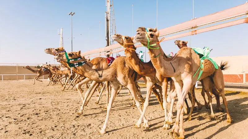 Al-Shahaniya Camel Racetrack