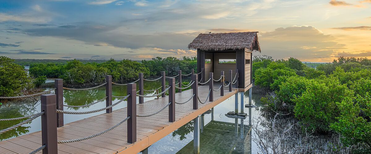 Al Thakira Mangroves Qatar is one Qatar's Hidden Treasures