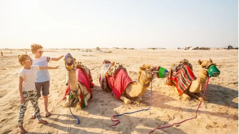 Enjoy Camel Riding In Qatar