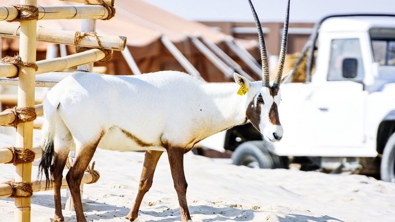 Full-Day Desert Safari With A Stay at Al Majles Resort