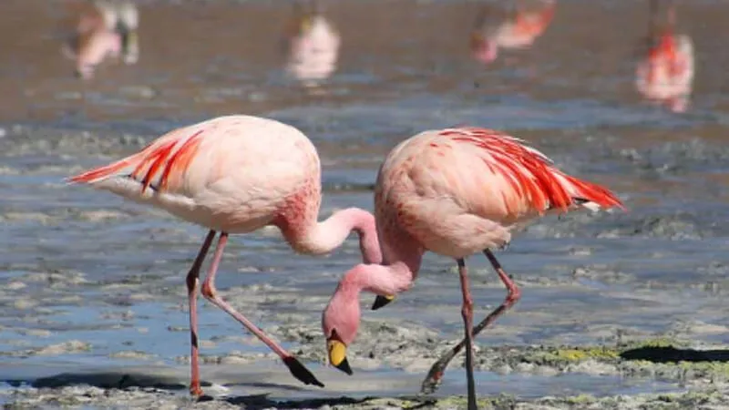 Hear What The Parrots and Watch Over The Flamingos 