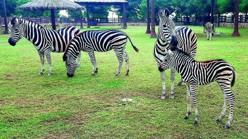 How Is The Wildlife Experience At Al Khor Park Zoo