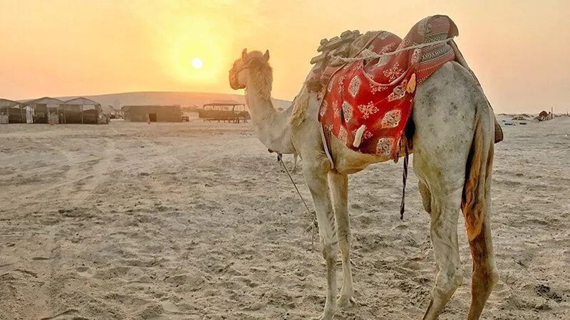 Indulge In A Doha Desert Safari