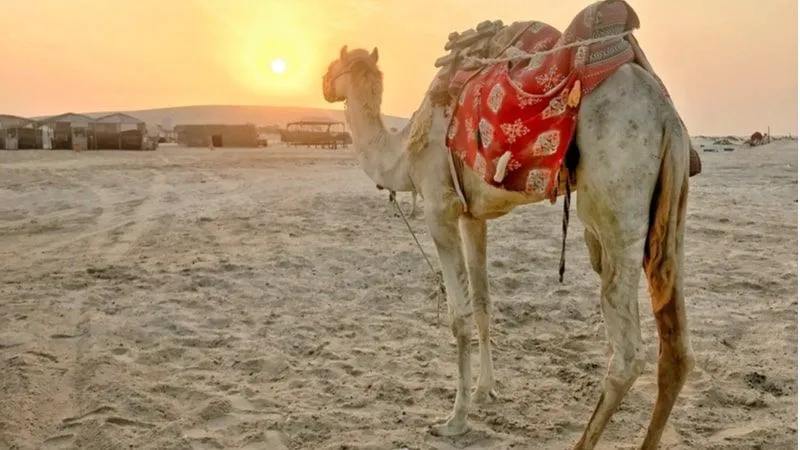 Is Camel Riding Expensive In Qatar