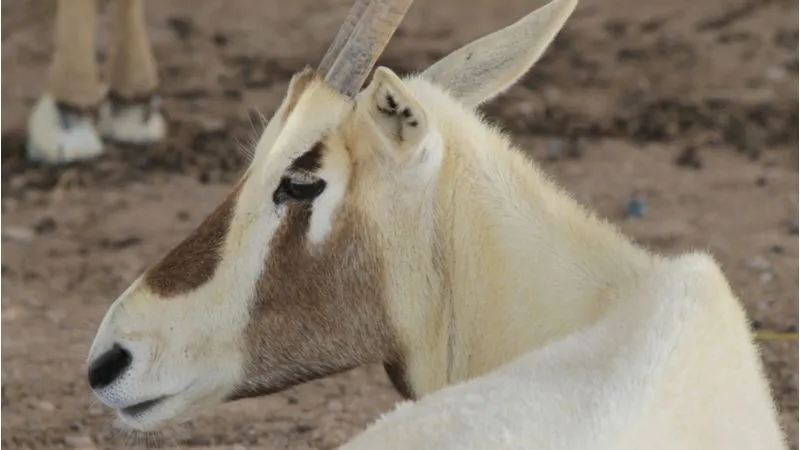 Oryx-farms