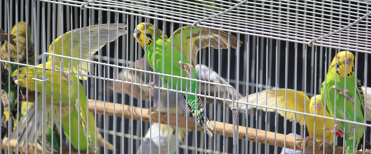 Pets In Qatar To Bring A Smile On Your Face