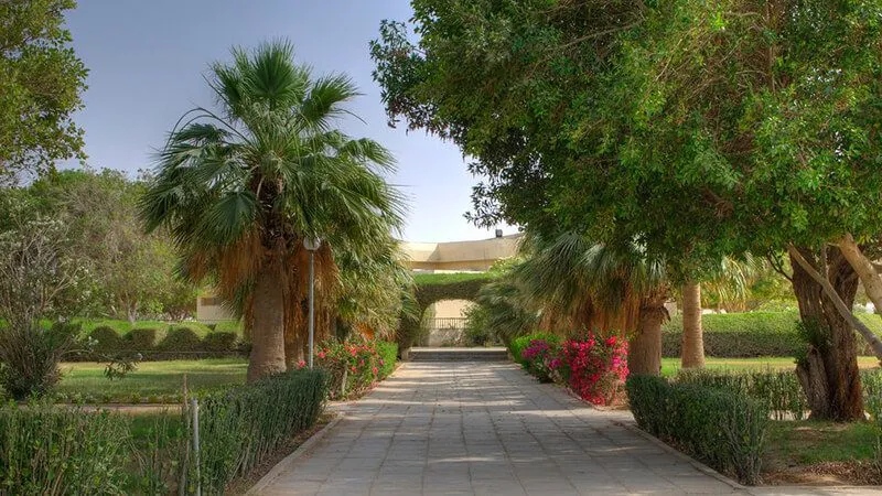 Plants That Can Be Found At Al Shamal Park Qatar