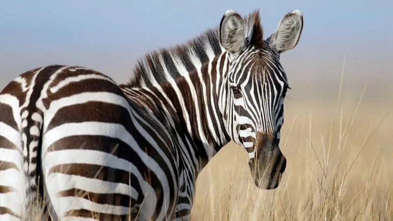 Wildebeest And Zebras