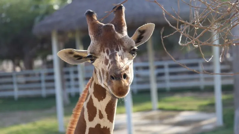 Wildlife tour at Al Khor Zoo