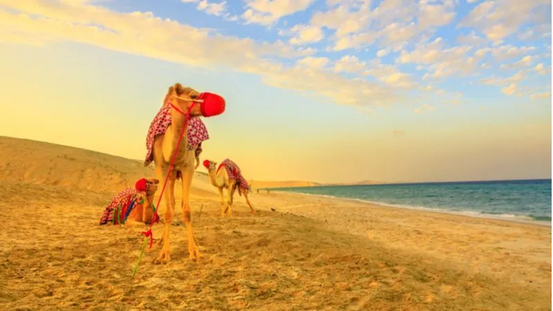 رحلة سفاري الصحراوية ليوم كامل في قطر 