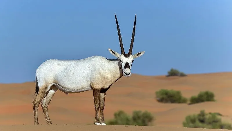 The Arabian Oryx