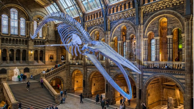 Natural History Museum: A gallery inclusive of 80 million specimens