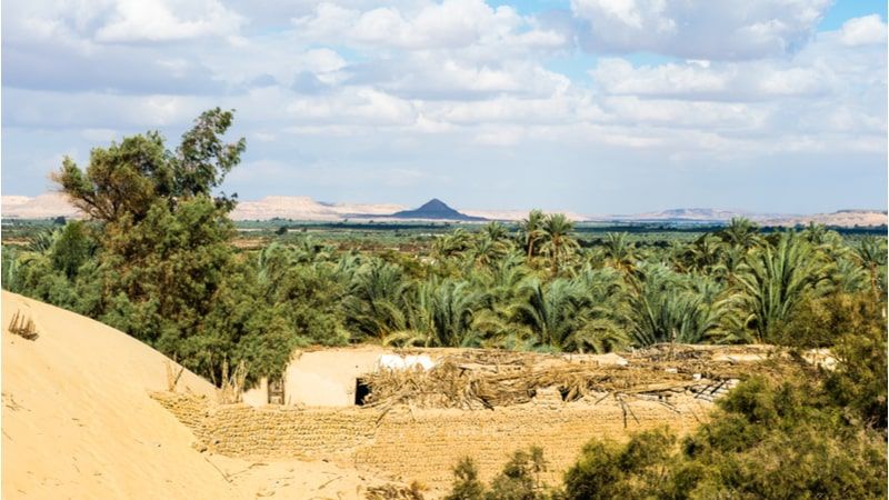 Bahariya Oasis