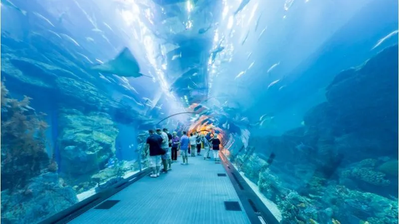 Dubai Aquarium and Underwater Zoo: Witness the Beautiful Species in Dubai Mall 