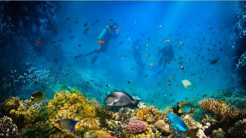 Scuba Diving in The Red Sea