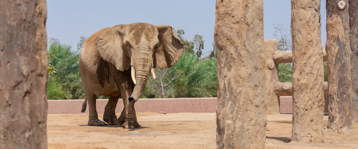 Zoos in Saudi Arabia Plan The Perfect Day Out With Your Family