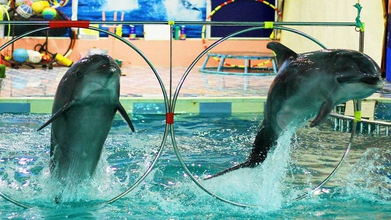 Enjoy the Dolphin Show at the Dolphin Village