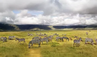 9 Nights 10 Days Tanzania Safari Tour Package 9 Nights 10 Days Tanzania Safari Tour Package