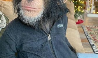 Test Packages for Cross Interlinking and Copy