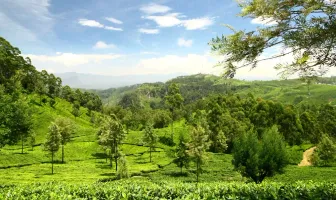 5 Nights 6 Days Sri Lanka Leisure Tour Package 5 Nights 6 Days Sri Lanka Leisure Tour Package