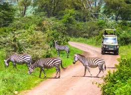 6 Nights 7 Days Private Tanzanian Safari Tour Package