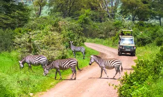 6 Nights 7 Days Private Tanzanian Safari Tour Package 6 Nights 7 Days Private Tanzanian Safari Tour Package