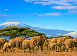 Highlights of Kenya 5 Nights 6 Days Tour Package