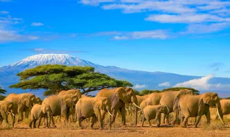 Highlights of Kenya 5 Nights 6 Days Tour Package Highlights of Kenya 5 Nights 6 Days Tour Package