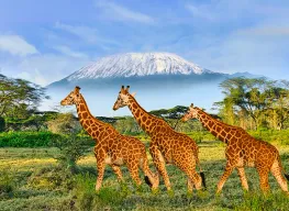Best of Kenya 8 Days 7 Nights Tour Package