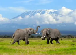 Safari Cultural and Zanzibar 14 Nights 15 Days Tanzania Tour Package