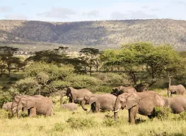 Tanzanian Safari 3 Nights 4 Days Tour Package