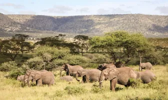 Tanzanian Safari 3 Nights 4 Days Tour Package Tanzanian Safari 3 Nights 4 Days Tour Package