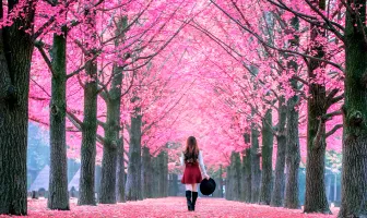 Amazing 4 Nights 5 Days Seoul Tour Package Amazing 4 Nights 5 Days Seoul Tour Package