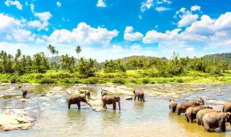 Exotic 3 Days 2 Nights Kandy and Bentota Tour Package