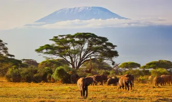 Charismatic Kenya 5 Nights 7 Days Tour Package Charismatic Kenya 5 Nights 7 Days Tour Package